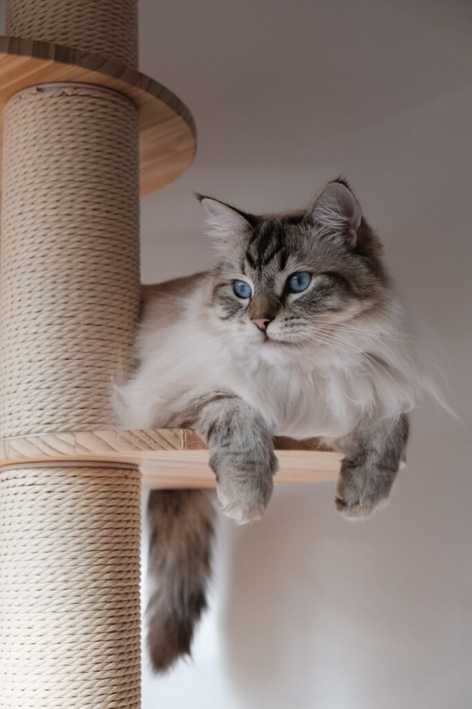 Cat sitting on a wooden cat tree
