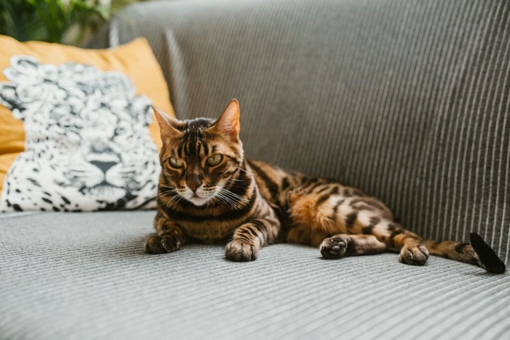 Bengal cat sitting on a gray sofa