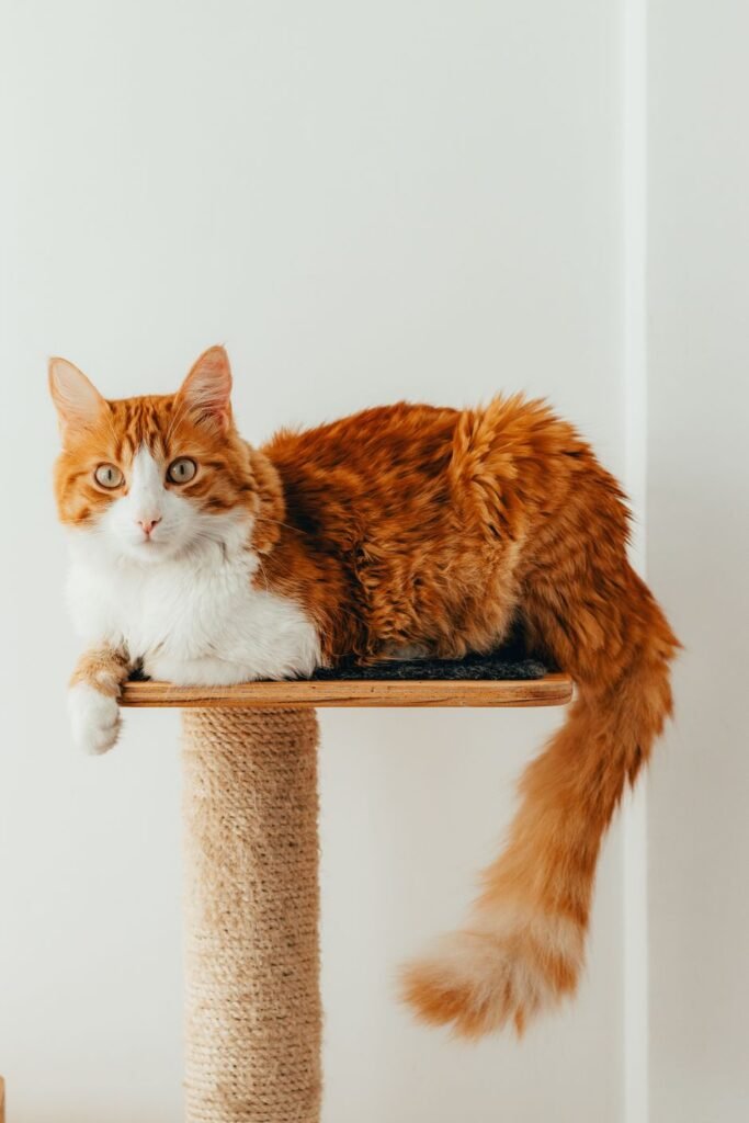 Ginger cat scratching a tall sisal post