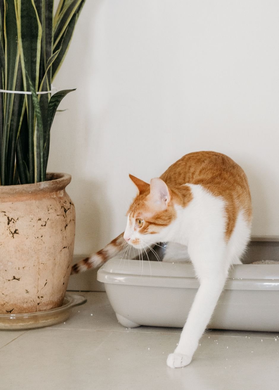 Orange and white cat stepping out of a litter box in a bright apartment
