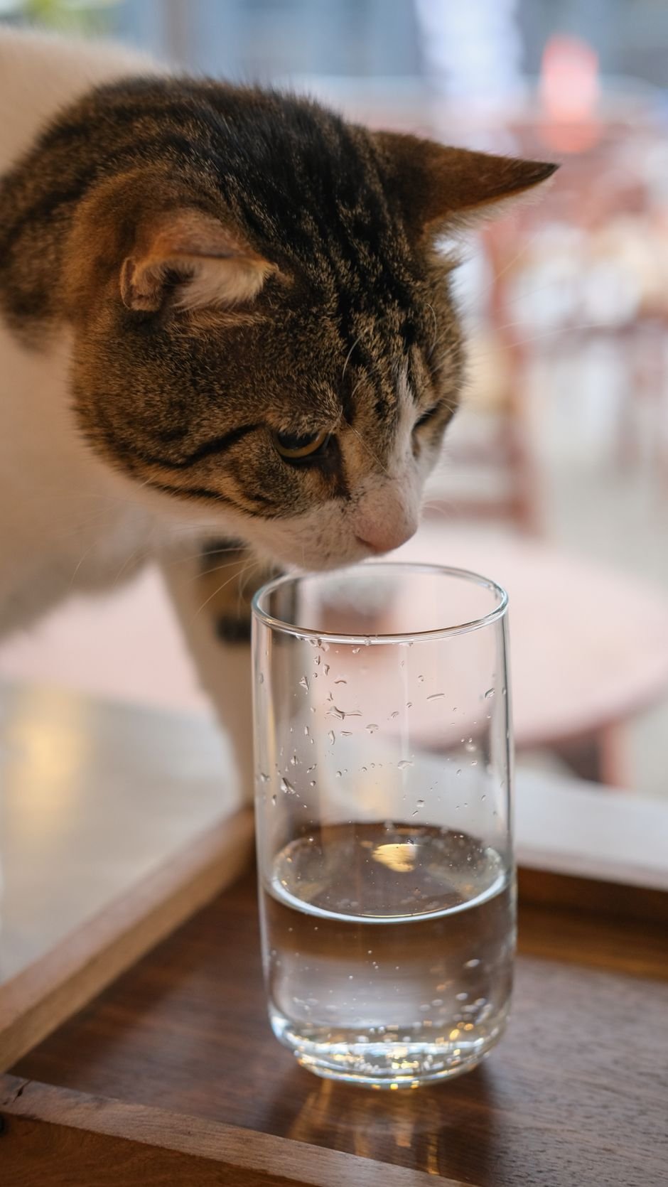 Cat drinking from a water fountain in a bright apartment