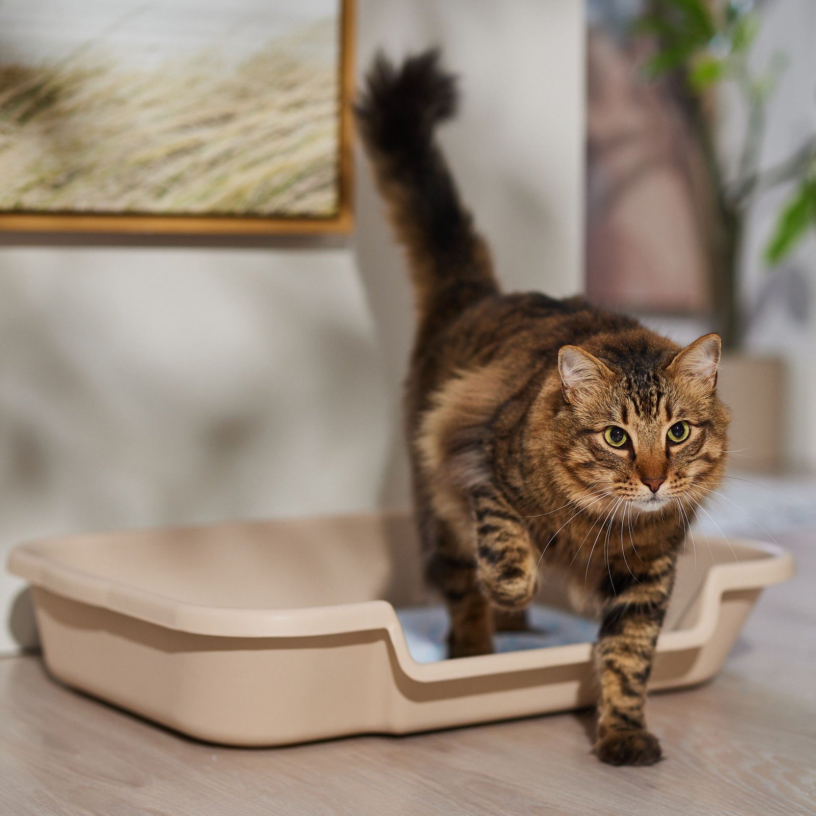 KittyGoHere senior cat litter box in sand color
