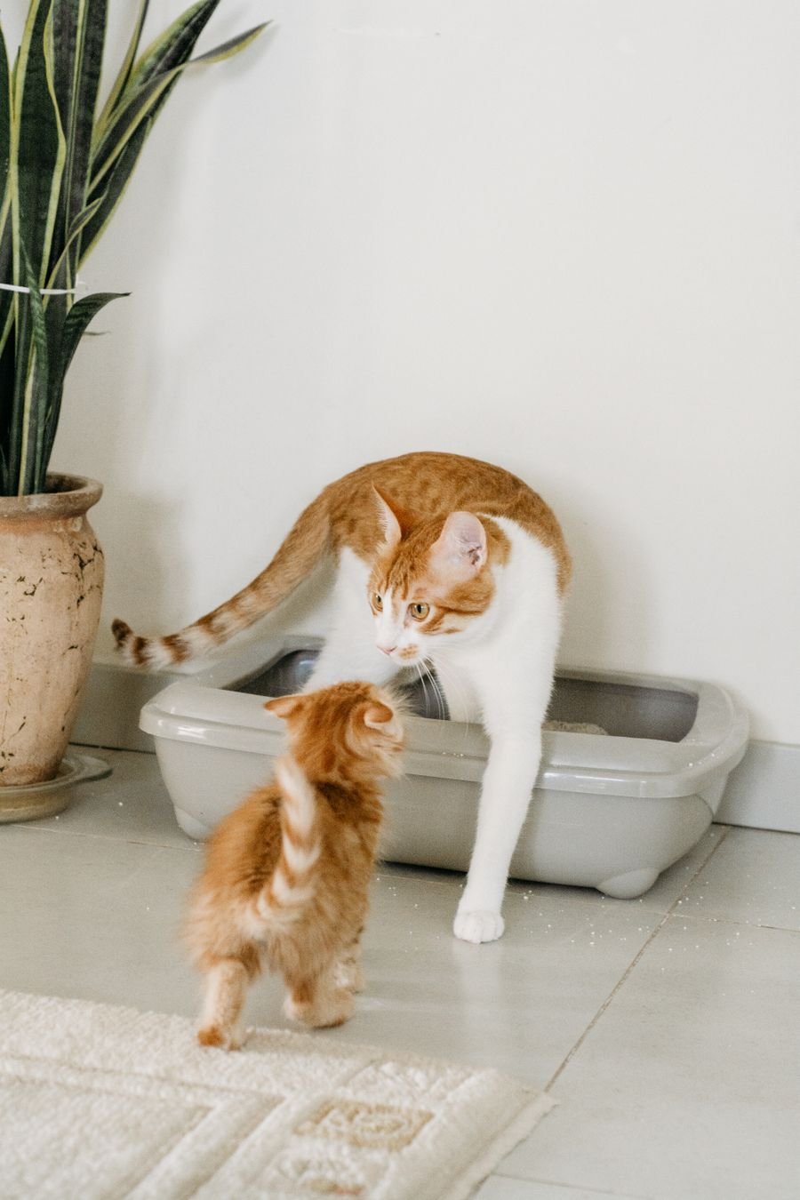 Tabby cat and kitten standing by a litter box in an apartment corner
