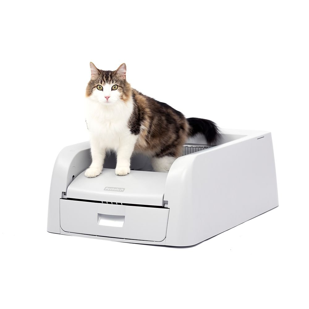 PetSafe ScoopFree Clumping self-cleaning litter box with a cat standing on it